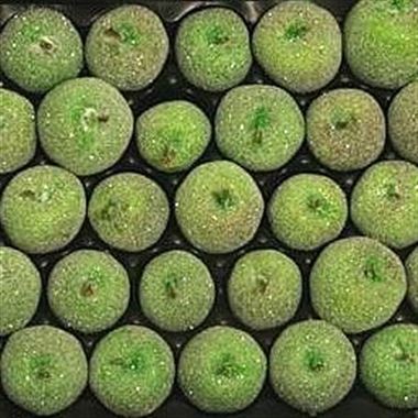 Waxed Apples - Mint Green & Sugared