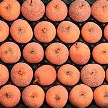 Waxed Apples - Orange & Sugared