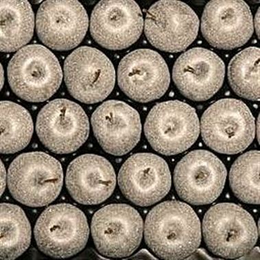 Waxed Apples - Silver & Sugared