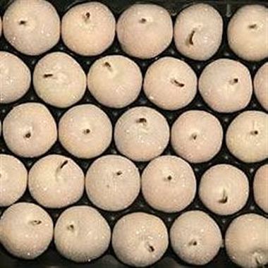 Waxed Apples - White & Sugared