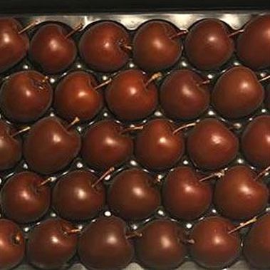 Waxed Apples - Chocolate