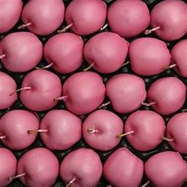 Waxed Apples - Pink