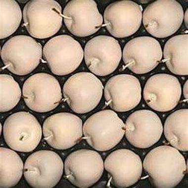 Waxed Apples - White