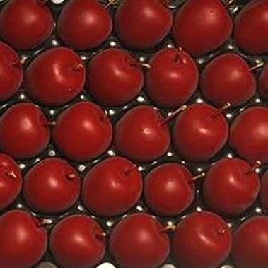 Waxed Apples - Wine Red