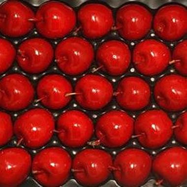 Waxed Apples - Xmas Red