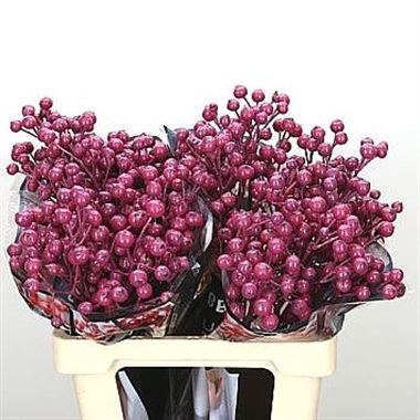 Waxed Rose Hips - fuchsia