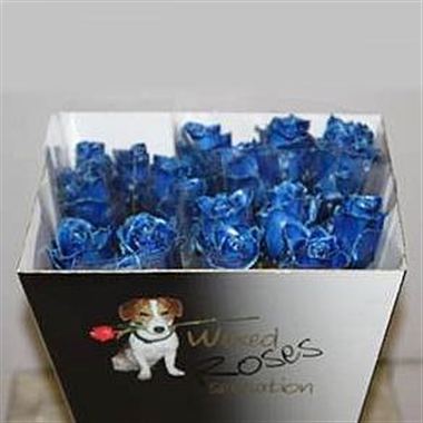 Rose Waxed Blue