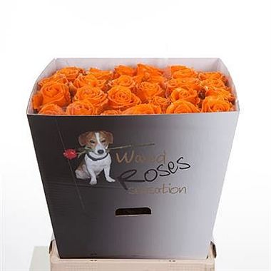 Rose Waxed Orange
