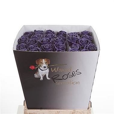 Rose Waxed Purple