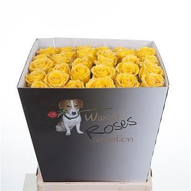 Rose Waxed Yellow