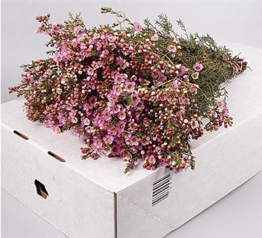 Waxflower Adi
