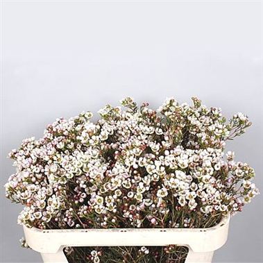 Waxflower Guy