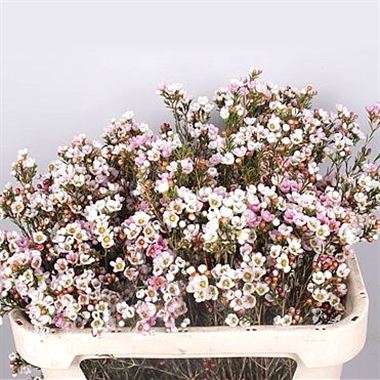 Waxflower revelation