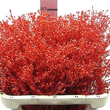 Waxflower dyed red