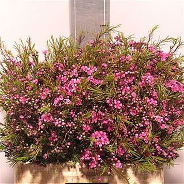 Waxflower Eden