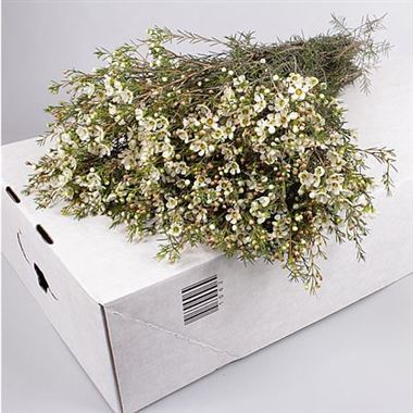 Waxflower Ivory Pearl