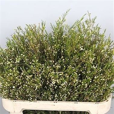 Waxflower Ofir