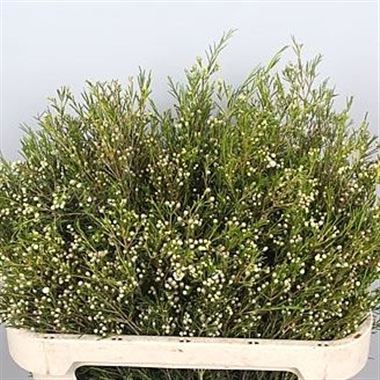Waxflower Ofir