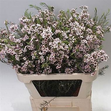 Waxflower Orchid