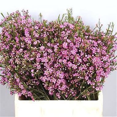 Waxflower violet