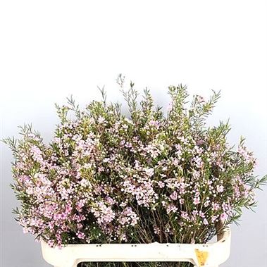 Waxflower Wendy