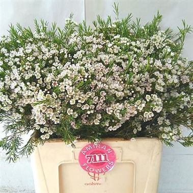 Waxflower white gold