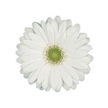 Gerbera Mont Blanc