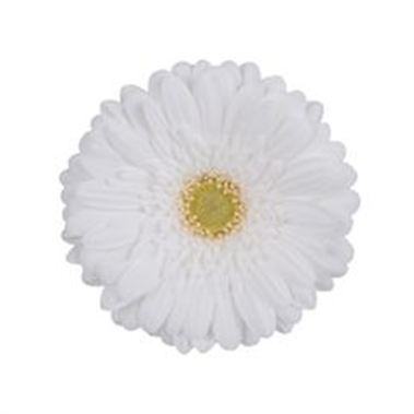 Gerbera Swanlake