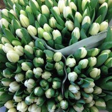 Tulips White (our choice)