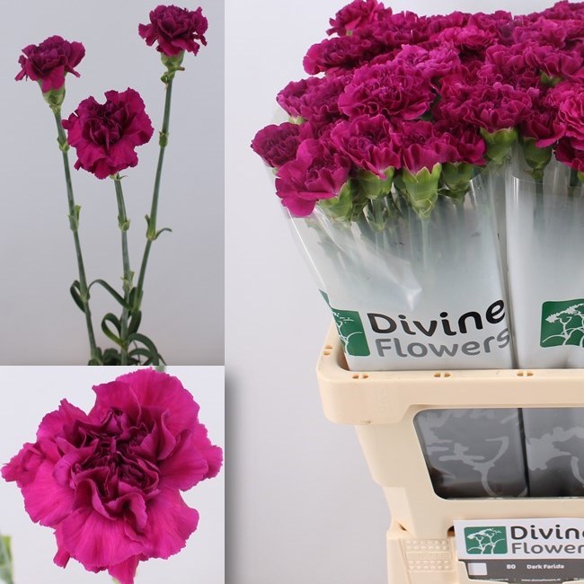 CARNATION DARK FARIDA