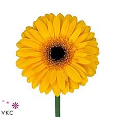Gerbera Diane