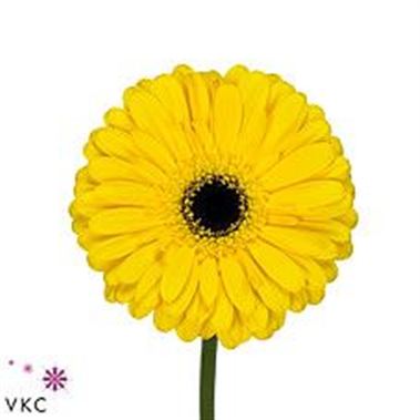 Gerbera Tess