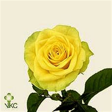 Rose ilios 60cm