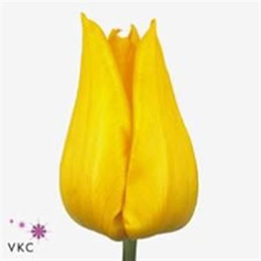 Tulips Yokohama