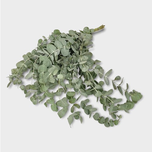 EUCALYPTUS CINEREA