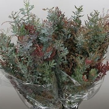 ACACIA BAILEYANA