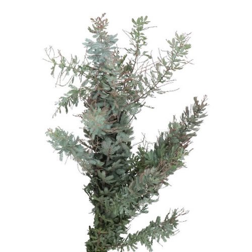 ACACIA BAILEYANA