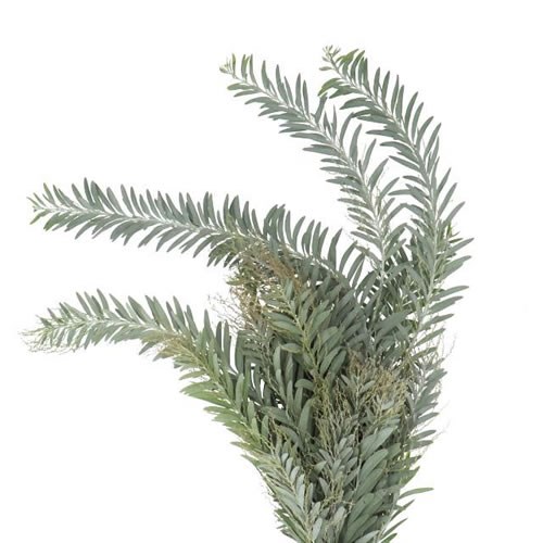 ACACIA LUNA ARGENTO