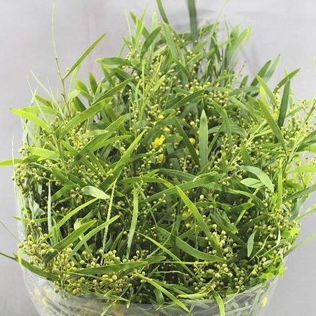 ACACIA (MIMOSA) FLORIBUNDA