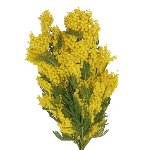 ACACIA (MIMOSA) GAULOIS