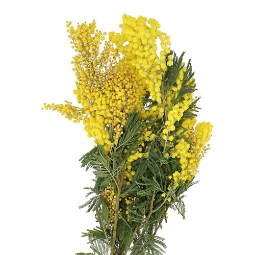 ACACIA MIRANDOL 55cm 150gm Wholesale Dutch Flowers & Florist Supplies UK