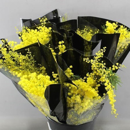 ACACIA MIRANDOL