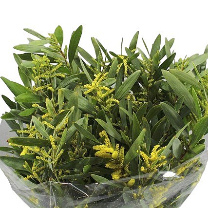 ACACIA SINIGLIA
