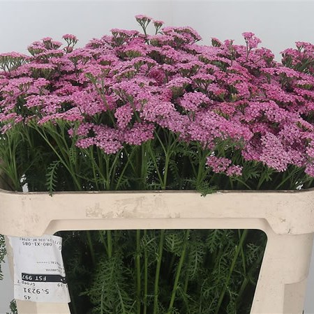 ACHILLEA ANITA DARK PINK