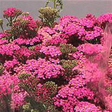 ACHILLEA ANITA MASTERCLASS