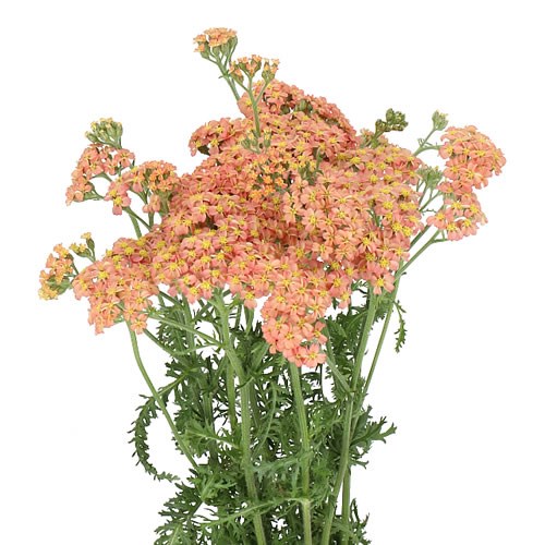 ACHILLEA ANNEMIEKE