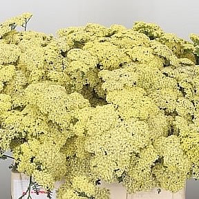 ACHILLEA ANTHEA