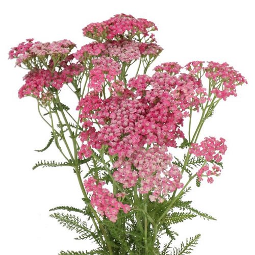 ACHILLEA BIANCA CLASSIC