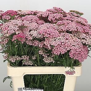 ACHILLEA BIANCA CLASSIC