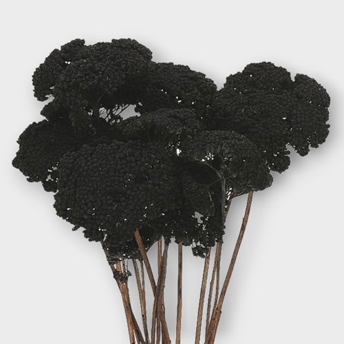 ACHILLEA BLACK (DRIED)